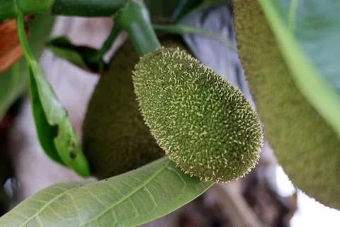 Unripe Jackfruit Growing on a Tree Stock Photos