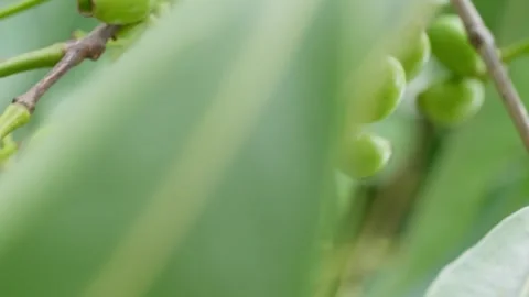 Unripe  java plum cluster branch swaying close up shot 4k 25p Stock Footage 246512357
