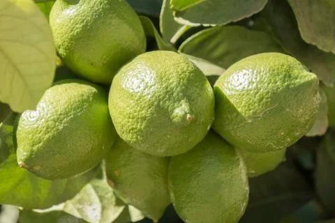Unripe lemons on the tree Stock Photos