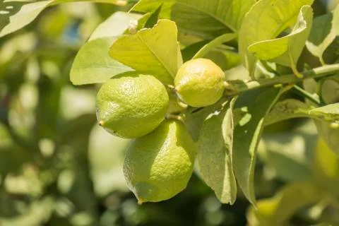 Unripe lemons on the tree Stock Photos