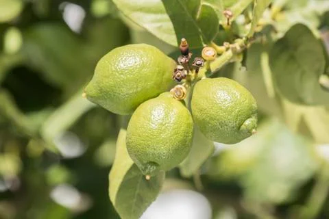 Unripe lemons on the tree Stock Photos