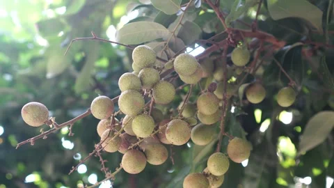 Unripe longan fruit on the tree Stock Footage 267718104