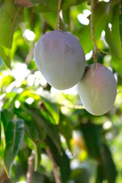 Unripe mango is growing on the tree Stock Photos