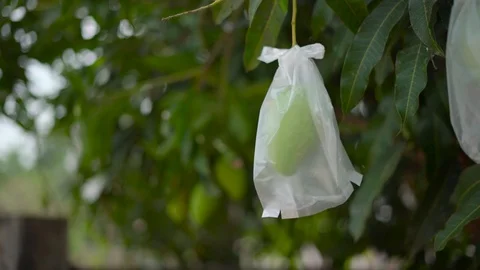 Unripe mango wrapped in plastic bag Vídeos de archivo 88628648