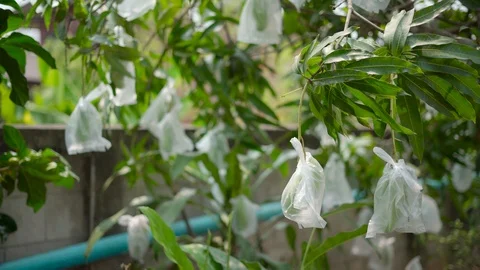 Unripe mango wrapped in plastic bag Stock Footage 88628810