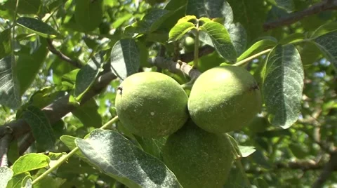 Unripe nut tree branch Stock Footage 41137548