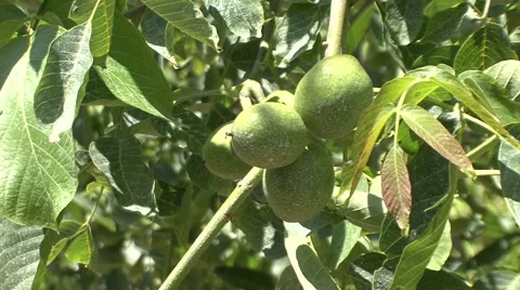 Unripe nuts on tree Stock Footage 41138002