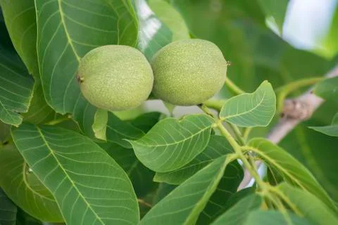 Unripe nuts on the tree Stock Photos