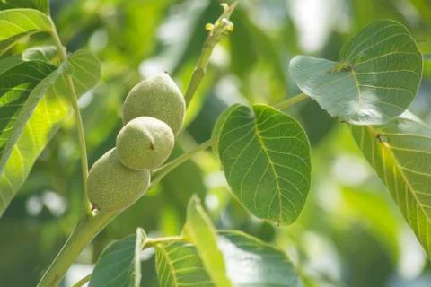 Unripe nuts on the tree Stock Photos