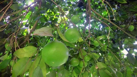 Unripe orange tree Stock Footage 78880849