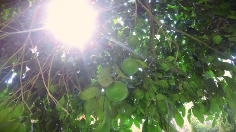 Unripe orange tree Stock Footage 78880868