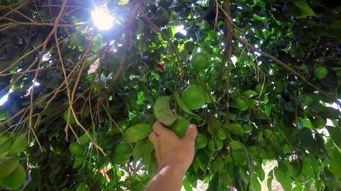 Unripe orange tree Stock Footage 78880870