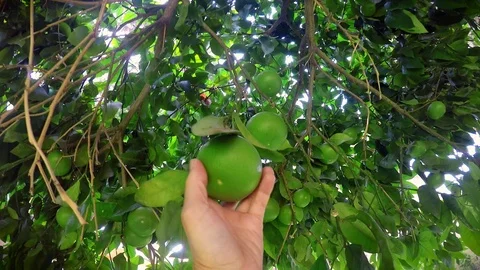Unripe orange tree Video stock 78880908