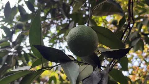 Unripe Orange on the Tree Stock Footage 315670169