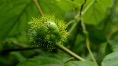 Unripe Passiflora foetida Video stock 230211909