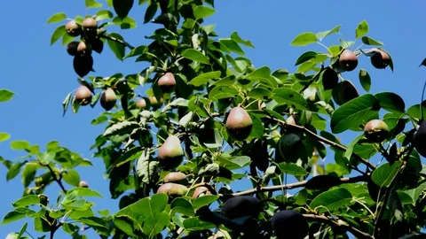Unripe pears Stock Footage 212597048