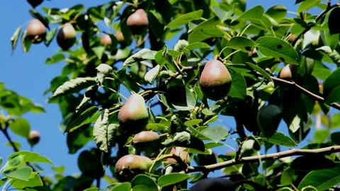 Unripe pears Stock Footage 212604571