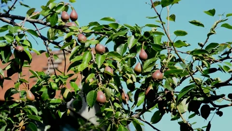Unripe pears Stock Footage 212662291