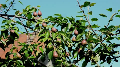 Unripe pears Stock Footage 212677882