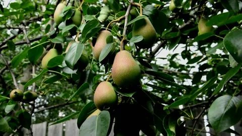 Unripe pears Видео 213941181