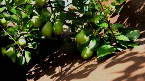 Unripe pears Stock Footage 214027411