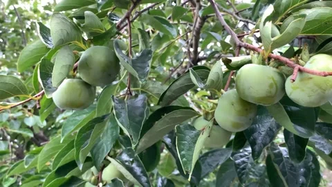 Unripe persimmon on tree Vídeo Stock 167617888