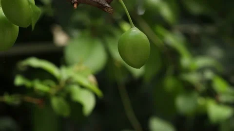 Unripe plum on the branch of a tree Stock Footage 192514443