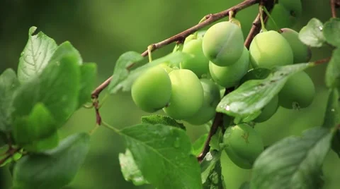 Unripe plums on a branch Stock Footage 53104701