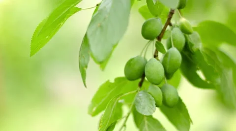 Unripe plums on the branches of a tree Stock-Footage 41847297