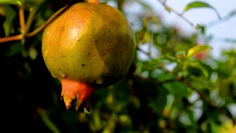 Unripe pomegranate Video stock 229603439