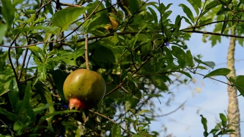 Unripe pomegranate Stock Footage 229603948