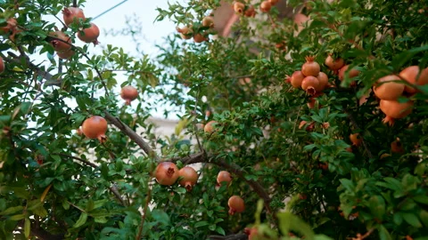 Unripe pomegranate on tree branches. Fruit ripening process. South climate. Stock Footage 161068983