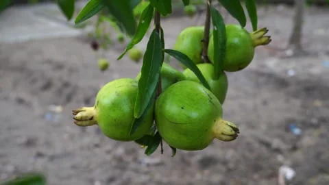 Unripe pomegranate on the tree Stock-Footage 287618619