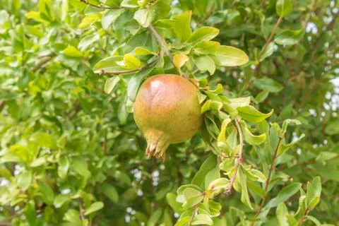 Unripe pomegranate in the tree Stock Photos