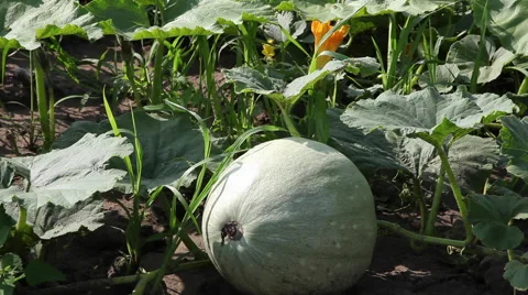 Unripe pumpkin on vine, raw squash, green, flower, plantation, farm land Stock Footage 40632268