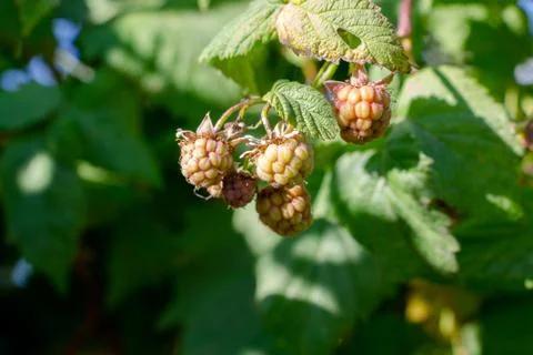 Unripe raspberry berries Stock Photos