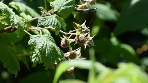 Unripe raspberry berries in the wind on a sunny day close-up in the wind Stock Footage 111287688