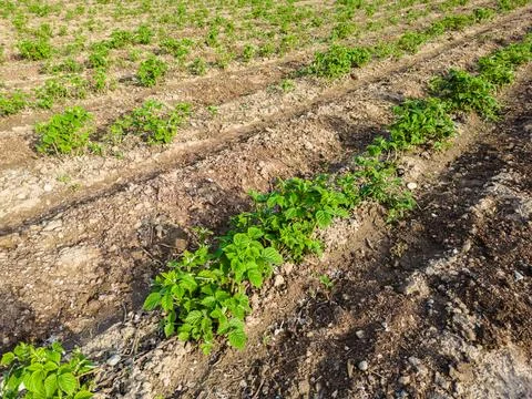 Unripe raspberry fields Stock Photos