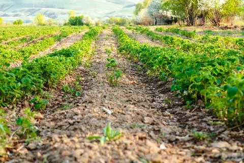 Unripe raspberry fields Stock Photos