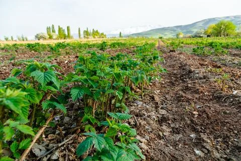 Unripe raspberry fields Stock Photos