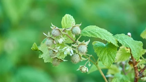 Unripe raspberry fruit. Rubus idaeus (European red raspberry) is a red-fruite Stock Footage 158123894