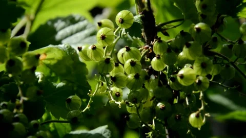 Unripe red currant Stock Footage 133289707