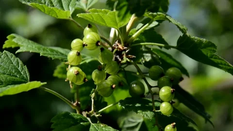 Unripe red currant Stock Footage 133289954