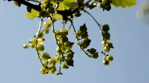 Unripe red currant Stock Footage 133293048