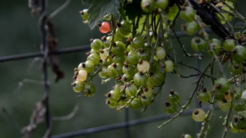 Unripe red currant Stock Footage 133293411
