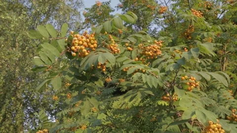 Unripe rowan Stock Footage 160976597