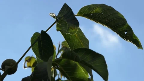 Unripe small nut on a fruit tree Walnut - stirring with a branch in the wind. Stock Footage 133809022