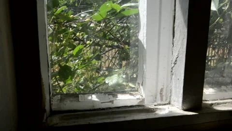 Unripe sour cherry outside the window Stock Footage 134428314