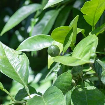 Unripe tiny lime growing on citrus tree Stock Photos