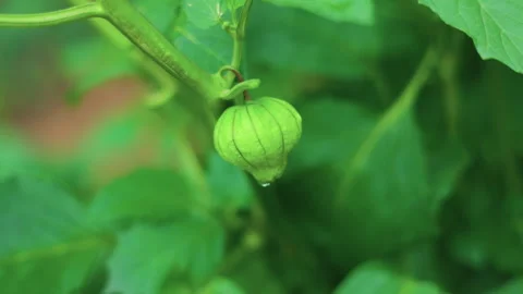 Unripe Tomatillo Growing on Vine in Summer Garden Stock Footage 341880053